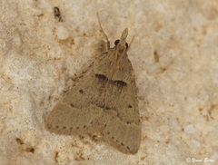 Stemmatophora
