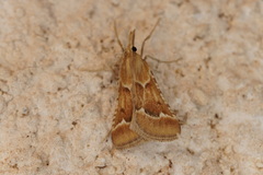 Synaphe morbidalis