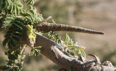 Trachypteryx acanthotecta