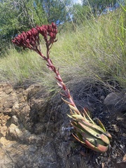 Crassula alba