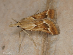 Synaphe morbidalis