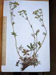 Potentilla pulcherrima