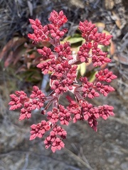 Crassula alba