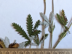 Potentilla pulcherrima