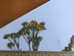 Potentilla pulcherrima