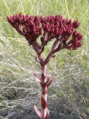 Crassula alba