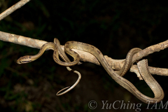 Boiga ceylonensis