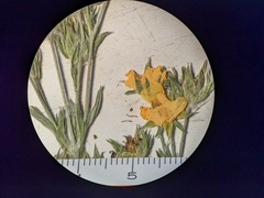 Potentilla pulcherrima