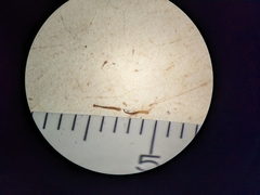 Potentilla pulcherrima