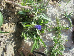 Gentianopsis detonsa