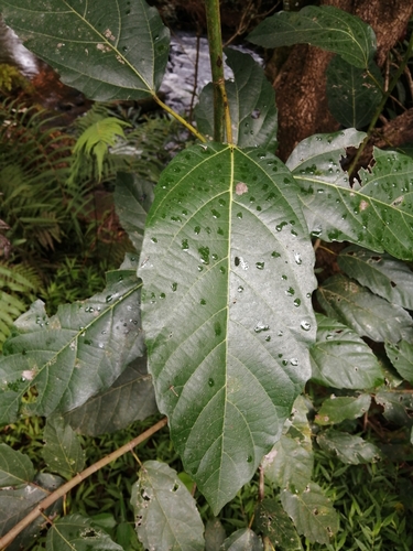 Ficus sur image