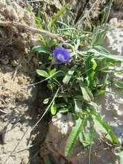 Gentianopsis detonsa