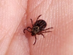 Dermacentor reticulatus