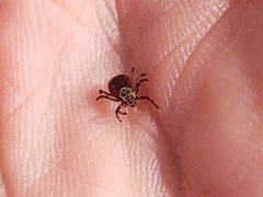 Dermacentor reticulatus