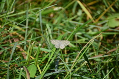 Scopula immorata
