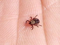 Dermacentor reticulatus