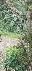 Piranga rubra