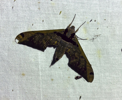 Adhemarius sexoculata