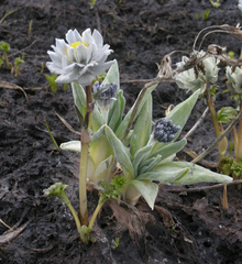 Trollius lilacinus