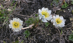 Trollius lilacinus