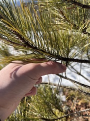 Pinus resinosa
