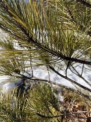 Pinus resinosa
