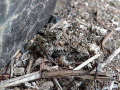 Phrynobatrachus natalensis