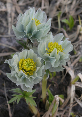 Trollius lilacinus