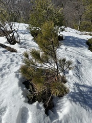 Pinus resinosa