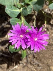 Corbichonia decumbens
