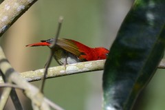 Aethopyga temminckii