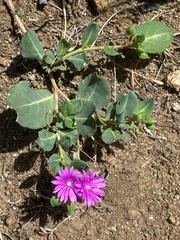 Corbichonia decumbens