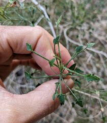 Pleurocoronis pluriseta