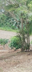 Piranga rubra
