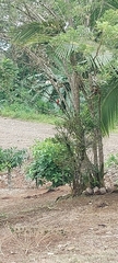 Piranga rubra
