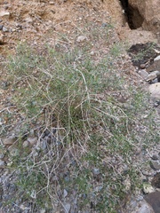 Pleurocoronis pluriseta