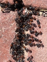 Pogonomyrmex rugosus