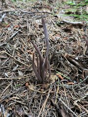 Alloclavaria purpurea
