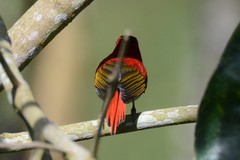 Aethopyga temminckii