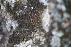 Nyholmiella obtusifolia