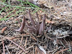 Alloclavaria purpurea
