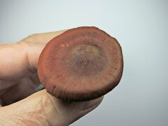 Cortinarius cinnamomeus