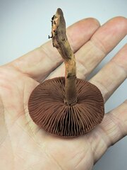 Cortinarius cinnamomeus