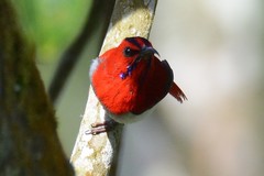 Aethopyga temminckii