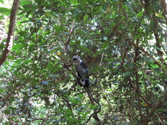 Cercopithecus mitis albogularis