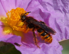 Dasyscolia ciliata