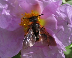 Dasyscolia ciliata