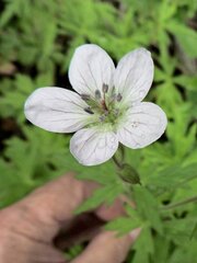 Geranium richardsonii