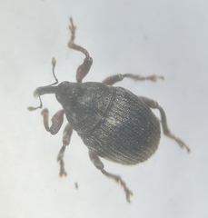 Glocianus