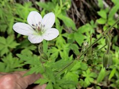 Geranium richardsonii